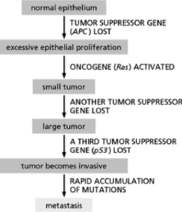 Figure 20-17 shows a sequence of mutations that might underlie the development of colorectal cancer.Explain why the loss of p53 is advantageous to cancerous cells.   Figure 20-17<div style=padding-top: 35px> 