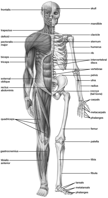 Based on this figure, the ________ inserts into the humerus.