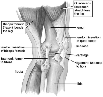 Based on this figure, the ________ bends the leg backfor example, when crouching.