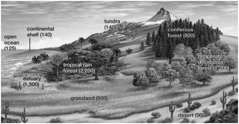 Based on the illustration, the most productive biome is the: