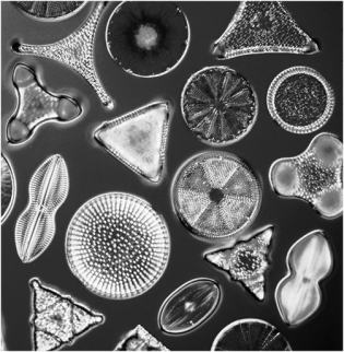 The organisms in the image have shells made of:  