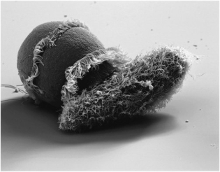 The organisms in the photo are:  