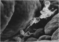 What characteristic do the organisms in the photos share?    