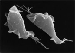 What characteristic do the organisms in the photos share?    