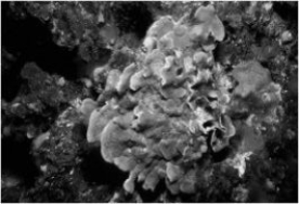 What characteristic do the organisms in the photos share?