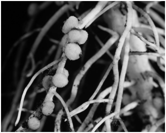 The nodules in the figure are:  