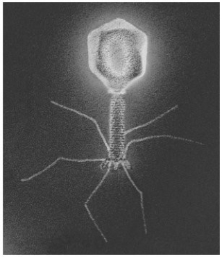 The organism in the figure parasitizes:  