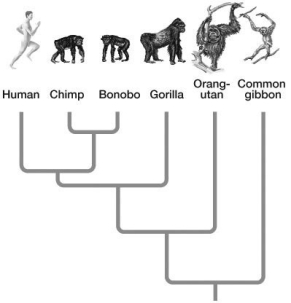 -Based on the evolutionary tree, which organism's species split earliest from other members of the clade?