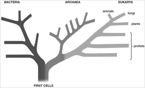 -Based on the tree of life, which two groups have the closest ancestor in common?