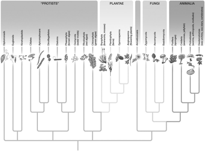 -Based on the eukaryotic tree, Diatoms are most closely related to:
