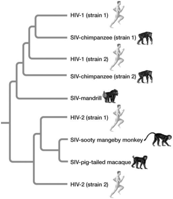 -Based on the phylogeny figure, HIV-1 (strain 1)and HIV-2 (strain 2):