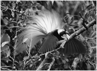 The behavior shown in the photograph is a component of:  
