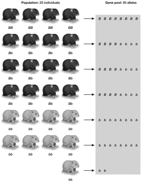 -In the population shown in the figure, what is the most frequent allele?