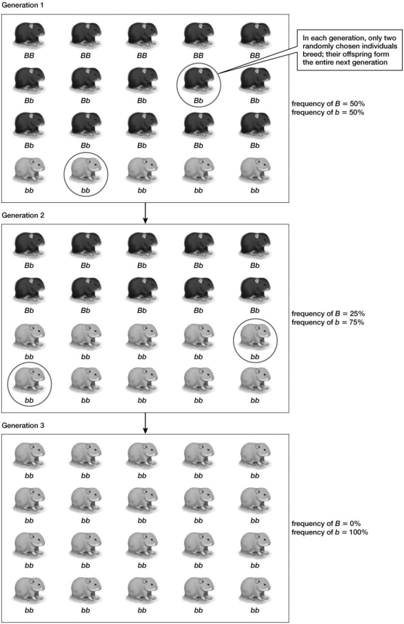 Based on the information shown in the figure, what do you predict the fourth generation will look like?
