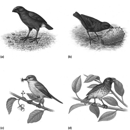 A storm blows the four species of finches shown in the figure to a new island that has only small-seeded grasses. Which species is more likely to survive?