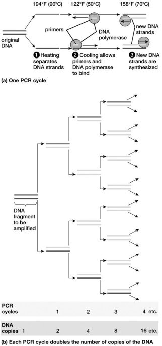 Based on this figure, how many PCR cycles are necessary to produce 64 copies of the original DNA fragment being amplified?