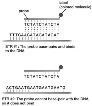 Based on this figure, to which of the following DNA sequences will the illustrated DNA probe bind?