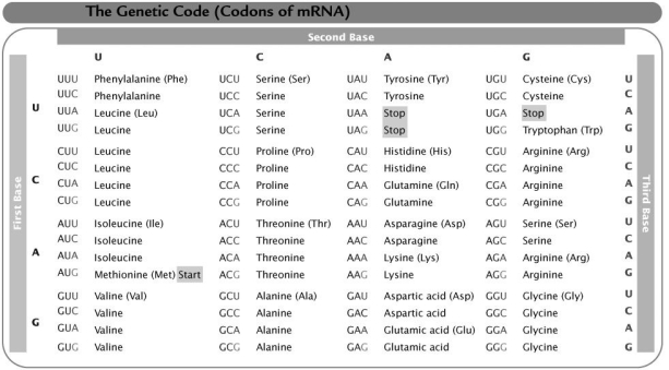 Based on this table, which polypeptide would be synthesized from the mRNA base sequence AUGCCUGACUUA?