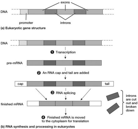 As seen in this figure, how many exons were used to assemble the pre-mRNA sequence, and how many exons were used in the finished mRNA?