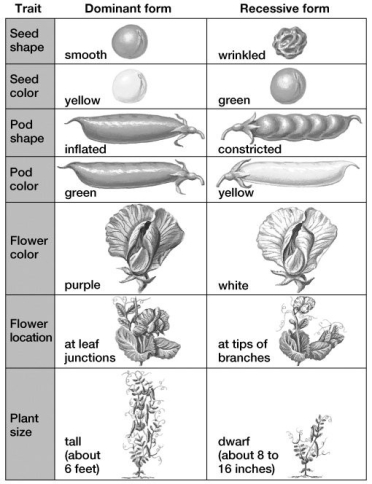 Based on this figure, what would be the genotype of an individual pea plant that is homozygous for green- and constricted-pod and is 6 feet tall? (Assume that green and yellow pods are indicated by g and G, inflated and constricted pods by I and i, and height by T or t.)