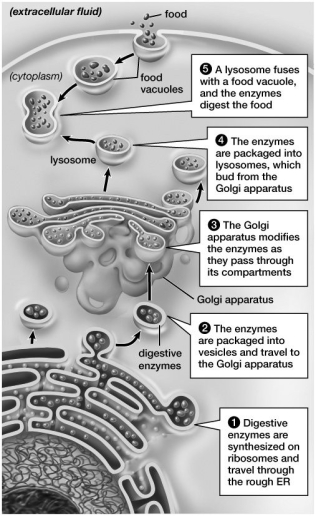The food particles shown in this figure are being:  