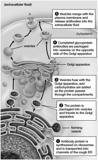 The cell shown in this figure must be:  