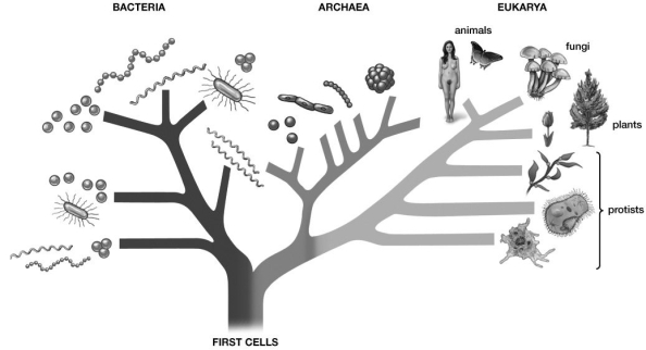 The first cells shown at the bottom of this illustration most likely refer to:
