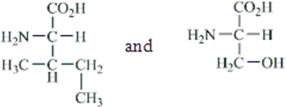 <strong>Which amino acids are obtained by hydrolyzing all the peptide bonds in the following polypeptide?  </strong> A)   B)   C)   D)   E)   <div style=padding-top: 35px> 