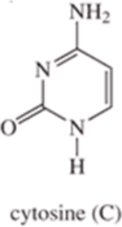 <strong>Which of the following is not a base found in DNA?</strong> A)   B)   C)   D)   E)   <div style=padding-top: 35px> 