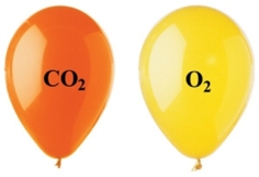 <strong>The two balloons shown in the figure each have the same volume, temperature, and pressure.Which of the following statements regarding the two balloons is correct?  </strong> A)The CO<sub>2</sub> balloon has fewer molecules than the O<sub>2</sub> balloon. B)The density of the O<sub>2</sub> balloon is greater than the density of the CO<sub>2</sub> balloon. C)The mass of the O<sub>2</sub> balloon is greater than the mass of the CO<sub>2</sub> balloon. D)The CO<sub>2</sub> balloon is more buoyant than the O<sub>2</sub> balloon. E)None of these statements is correct. <div style=padding-top: 35px> 