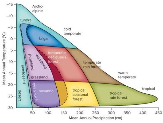 <strong>If the mean annual precipitation of a region,currently characterized by grasslands,was to increase by 50 cm.per year,what type of biome(s)would evolve in that region?  </strong> A)temperate forests B)savanna C)deserts and tropical rain forests D)taiga and temperate rain forests E)temperate forests and shrublands <div style=padding-top: 35px> 