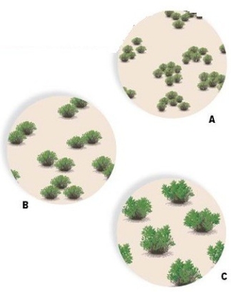 Identify the distribution patterns of the desert shrubs in each picture.