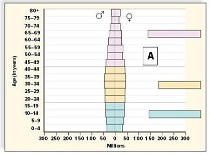 <strong>Which of these diagrams represents an age structure diagram of more-developed countries? </strong> A)Diagram A B)Diagram B