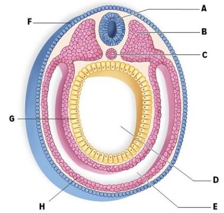 Identify and briefly describe the labeled structures in the cross section of the vertebrate embryo.