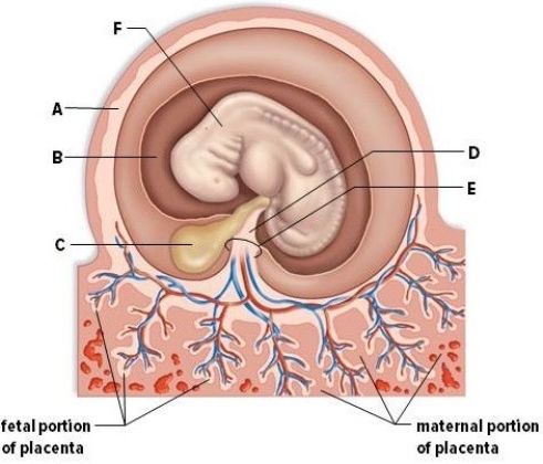 Using the word bank below,identify the labeled structures in the picture (embryo,amnion,yolk sac,allantois,chorion,umbilical cord).