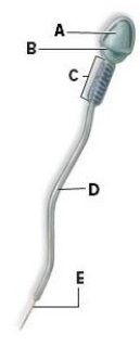 Identify and briefly describe the function of the labeled structures on the sperm in the picture.