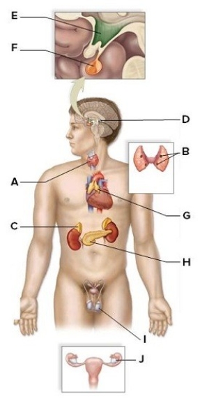 Identify and briefly describe the functions of the labeled glands of the human endocrine system.