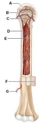 Identify and briefly describe the labeled structures of the long bone in this picture. A: ________ B: ________ C: ________ D: ________ E: ________ F: ________ G: ________