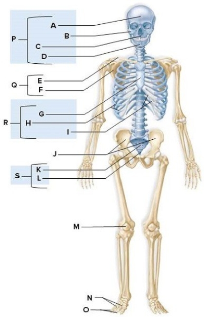 Identify the labeled structures on the human skeleton in the picture. A: ________ B: ________ C: ________ D: ________ E: ________ F: ________ G: ________ H: ________ I: ________ J: ________ K: ________ L: ________ M: ________ N: ________ O: ________ P: ________ Q: ________ R: ________ S: ________