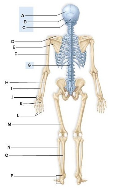 Identify the labeled structures on the human skeleton in the picture. A: ________ B: ________ C: ________ D: ________ E: ________ F: ________ G: ________ H: ________ I: ________ J: ________ K: ________ L: ________ M: ________ N: ________ O: ________ P: ________