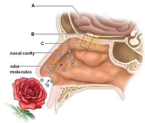 Identify the labeled structures that are involved in olfaction.Briefly describe the function of each structure. A: ________ B: ________ C: ________