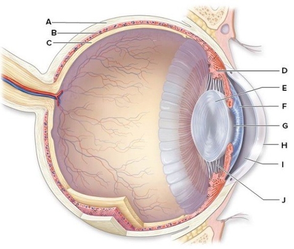 Identify and briefly describe the function of the labeled structures in the human eye pictured here. A: ________ B: ________ C: ________ D: ________ E: ________ F: ________ G: ________ H: ________ I: ________ J: ________