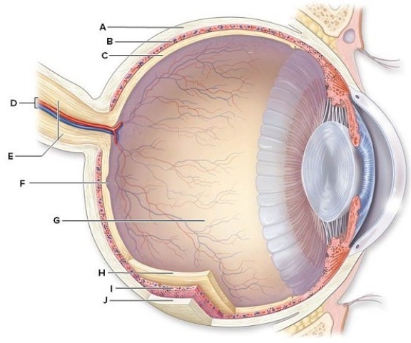 Identify and briefly describe the function of the labeled structures in the human eye pictured here. A: ________ B: ________ C: ________ D: ________ E: ________ F: ________ G: ________ H: ________ I: ________ J: ________