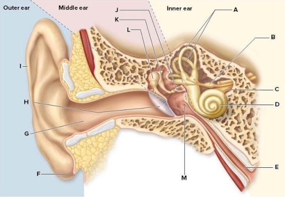 Identify the labeled structures in the picture of the human ear. A: ________ B: ________ C: ________ D: ________ E: ________ F: ________ G: ________ H: ________ I: ________ J: ________ K: ________ L: ________ M: ________