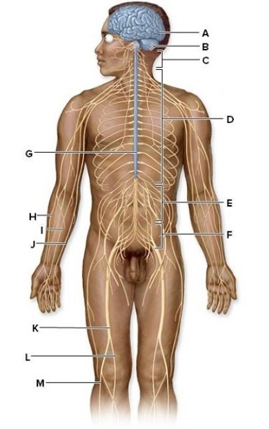 Use the word bank to identify the labeled structures pictured below: sacral nerves,lumbar nerves,brain,common fibular nerve,ulnar nerve,spinal cord,cranial nerves,thoracic nerves,cervical nerves,radial nerve,tibial nerve,median nerve,sciatic nerve A: ________ B: ________ C: ________ D: ________ E: ________ F: ________ G: ________ H: ________ I: ________ J: ________ K: ________ L: ________ M: ________