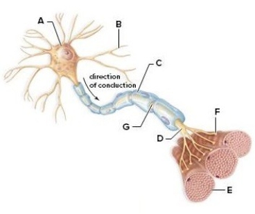 Examine the picture to answer the following questions and identify the labeled structures. A: ________ B: ________ C: ________ D: ________ E: ________ F: ________ G: ________ H: Is the neuron pictured a sensory,association or motor neuron? What is its function? I: Is the neuron multipolar or unipolar? Explain your answer.
