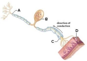 Examine the picture to answer the following questions and identify the labeled structures. A: ________ B: ________ C: ________ D: ________ E: Is the neuron pictured a sensory,association or motor neuron? What is its function? F: Is the neuron multipolar or unipolar? Explain your answer.