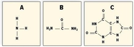 Identify these nitrogenous wastes. A: ________ B: ________ C: ________