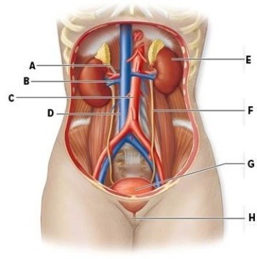 Identify the labeled structures of the urinary system and its associated blood supply in the diagram.Briefly describe the function of each structure. A: ________ E: ________ B: ________ F: ________ C: ________ G: ________ D ________ H: ________