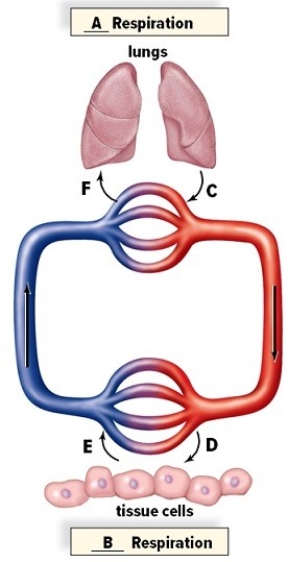 Gas exchange takes place by the physical process of diffusion.Use the diagram to describe where diffusion is occurring and what gases are diffusing. Identify and describe what type of respiration involves the lungs (A)and what type involves the tissue fluids (B). A: ________ Respiration B: ________ Respiration Describe what is occurring,in terms of gaseous exchange,at C,D,E and F. C: ________ D: ________ E: ________ F: ________